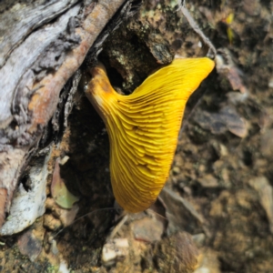 Phylloporus sp. at QPRC LGA - 15 Jan 2024