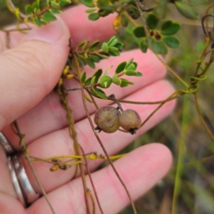 Cassytha pubescens (Devil's Twine) at Captains Flat, NSW - 15 Jan 2024 by Csteele4