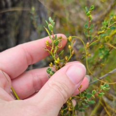 Cassytha pubescens at QPRC LGA - 15 Jan 2024 11:54 AM