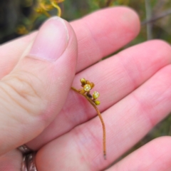 Cassytha pubescens at QPRC LGA - 15 Jan 2024