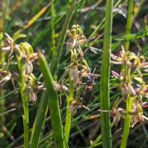 Paraprasophyllum tadgellianum at Kosciuszko National Park - 11 Jan 2024