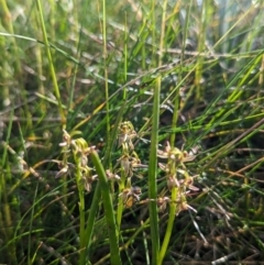 Paraprasophyllum tadgellianum at Kosciuszko National Park - 11 Jan 2024