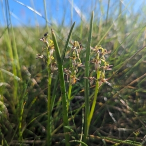 Prasophyllum tadgellianum at Kosciuszko National Park - 11 Jan 2024