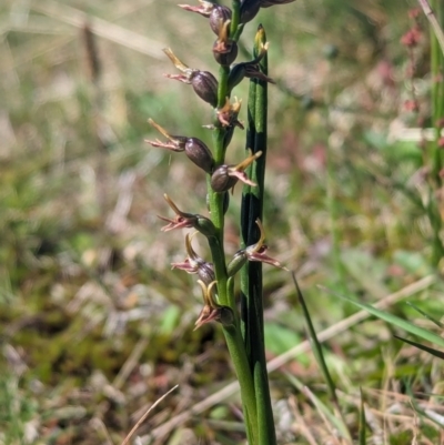 Prasophyllum tadgellianum (Tadgell's leek orchid) at Kosciuszko National Park - 10 Jan 2024 by Rebeccajgee