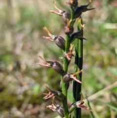 Paraprasophyllum tadgellianum at Kosciuszko National Park - 11 Jan 2024