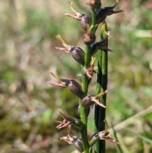 Paraprasophyllum tadgellianum at Kosciuszko National Park - 11 Jan 2024