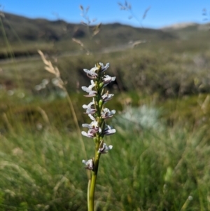 Paraprasophyllum alpestre at Kosciuszko National Park - suppressed