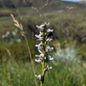 Paraprasophyllum alpestre at Kosciuszko National Park - suppressed