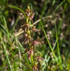 Prasophyllum tadgellianum (Tadgell's leek orchid) at Kosciuszko National Park - 10 Jan 2024 by Rebeccajgee