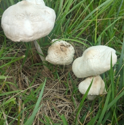 Macrolepiota dolichaula (Macrolepiota dolichaula) at Wright, ACT - 15 Jan 2024 by Rebeccajgee