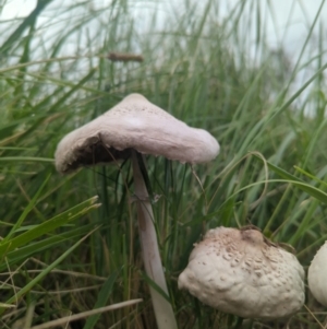 Macrolepiota dolichaula at Wright, ACT - 15 Jan 2024