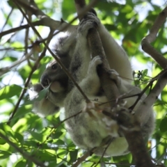 Phascolarctos cinereus (Koala) at Ormiston, QLD - 12 Jan 2024 by TimL