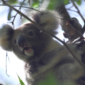 Phascolarctos cinereus at Ormiston, QLD - 13 Jan 2024