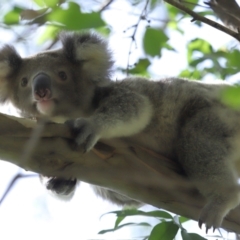Phascolarctos cinereus at Ormiston, QLD - 13 Jan 2024 09:21 AM