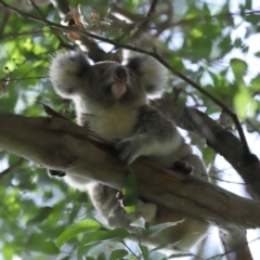 Phascolarctos cinereus at Ormiston, QLD - 13 Jan 2024