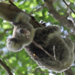 Phascolarctos cinereus (Koala) at Ormiston, QLD - 13 Jan 2024 by TimL