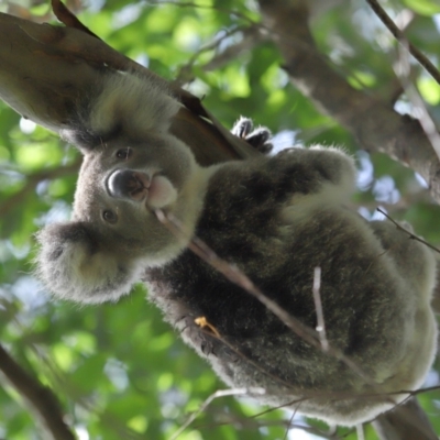 Phascolarctos cinereus (Koala) at Ormiston, QLD - 13 Jan 2024 by TimL