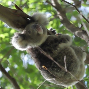 Phascolarctos cinereus at Ormiston, QLD - 13 Jan 2024