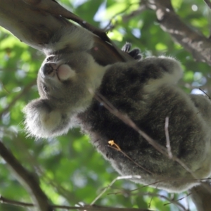 Phascolarctos cinereus at Ormiston, QLD - 13 Jan 2024