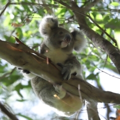 Phascolarctos cinereus at Ormiston, QLD - 13 Jan 2024