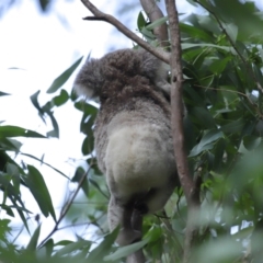 Phascolarctos cinereus at Ormiston, QLD - 13 Jan 2024