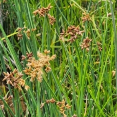 Schoenoplectus tabernaemontani at Central Molonglo - 15 Jan 2024