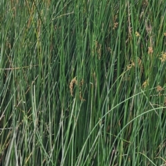 Schoenoplectus validus (River Club-rush) at Central Molonglo - 15 Jan 2024 by Steve818