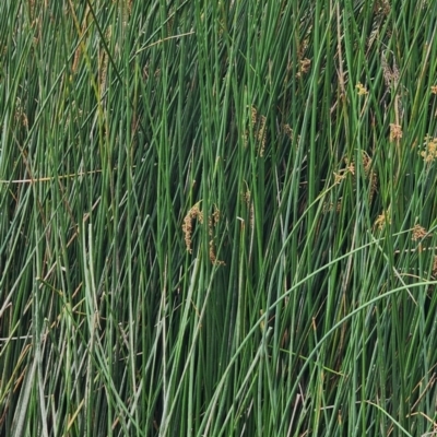 Schoenoplectus tabernaemontani (River Club-rush) at Central Molonglo - 15 Jan 2024 by Steve818