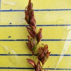 Schoenoplectus tabernaemontani at Central Molonglo - 15 Jan 2024