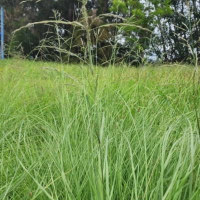 Eragrostis curvula (African Lovegrass) at Fyshwick, ACT - 15 Jan 2024 by Steve818