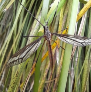 Ptilogyna (Plusiomyia) gracilis at Australian National University - 15 Jan 2024