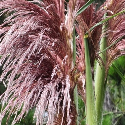 Cortaderia jubata (Pink Pampas Grass) at QPRC LGA - 15 Jan 2024 by Steve818