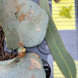 Eucalyptus goniocalyx subsp. goniocalyx at QPRC LGA - 15 Jan 2024