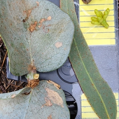 Eucalyptus goniocalyx subsp. goniocalyx (Long-leaved Box) at Sutton, NSW - 15 Jan 2024 by Steve818