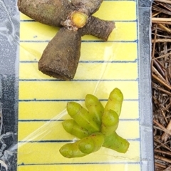 Eucalyptus goniocalyx subsp. goniocalyx at QPRC LGA - 15 Jan 2024