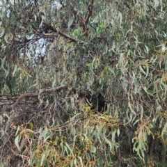Eucalyptus goniocalyx subsp. goniocalyx at QPRC LGA - 15 Jan 2024