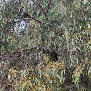 Eucalyptus goniocalyx subsp. goniocalyx at QPRC LGA - 15 Jan 2024 01:37 PM