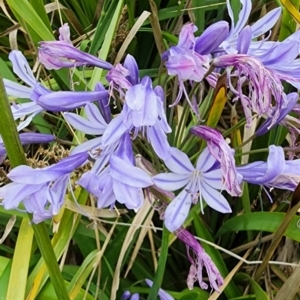 Agapanthus praecox subsp. orientalis at QPRC LGA - 15 Jan 2024