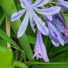 Agapanthus praecox subsp. orientalis at QPRC LGA - 15 Jan 2024