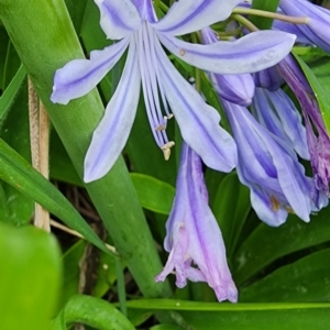 Agapanthus praecox subsp. orientalis at QPRC LGA - 15 Jan 2024