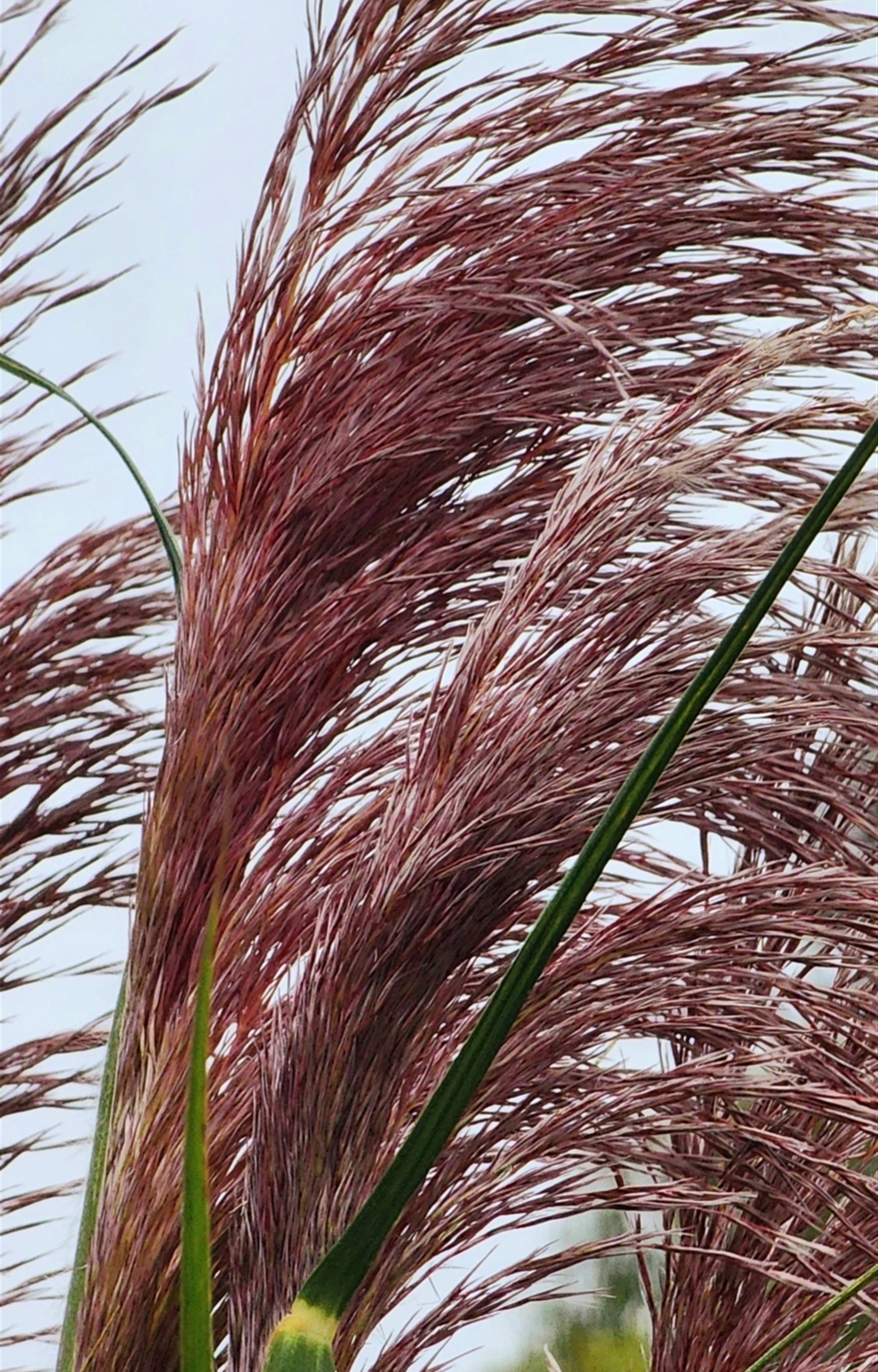 Cortaderia jubata deals