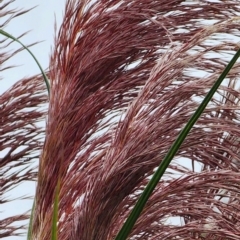 Cortaderia jubata (Pink Pampas Grass) at QPRC LGA - 15 Jan 2024 by Steve818