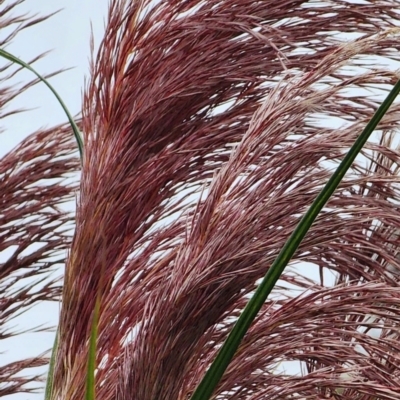 Cortaderia jubata (Pink Pampas Grass) at QPRC LGA - 15 Jan 2024 by Steve818
