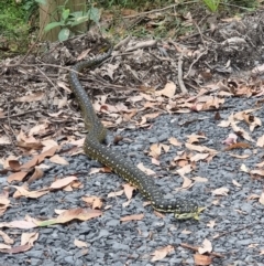 Morelia spilota spilota (Diamond Python) at Murramarang National Park - 13 Jan 2024 by jhotchin