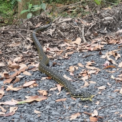 Morelia spilota spilota (Diamond Python) at Murramarang National Park - 13 Jan 2024 by jhotchin