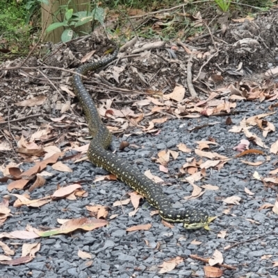 Morelia spilota spilota (Diamond Python) at Durras North, NSW - 13 Jan 2024 by jhotchin