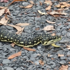 Morelia spilota spilota at Murramarang National Park - 13 Jan 2024 05:32 PM