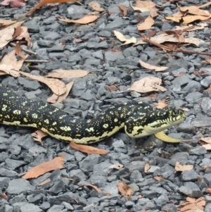 Morelia spilota spilota at Murramarang National Park - 13 Jan 2024 05:32 PM
