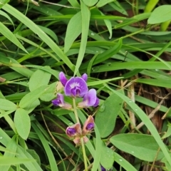 Glycine tabacina (Variable Glycine) at The Pinnacle - 13 Jan 2024 by sangio7