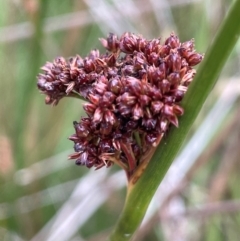 Juncus phaeanthus (Dark-flower Rush) at Kosciuszko National Park - 10 Jan 2024 by JaneR